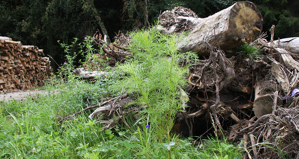 A pile of cut logs, surrounded by greenery and roots, with a forested background.