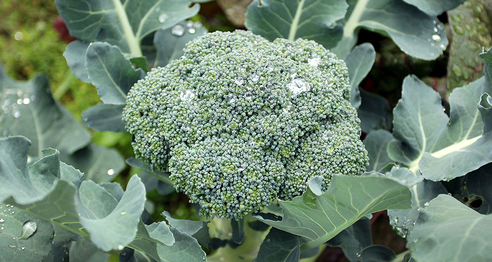 A close-up of a broccoli head surrounded by large, green leaves with water droplets.