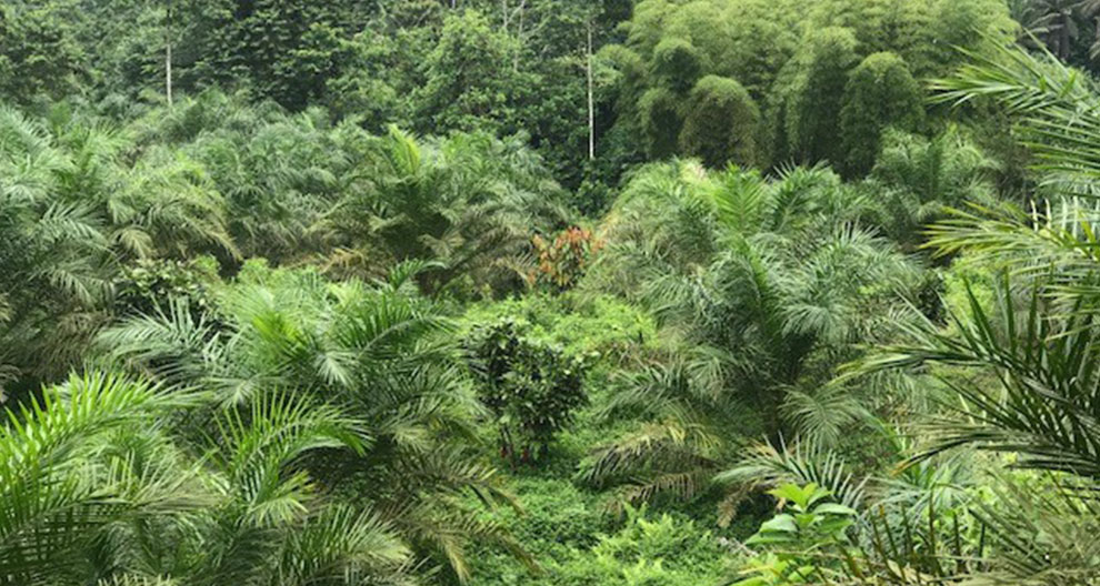 A dense tropical forest with various types of vegetation.