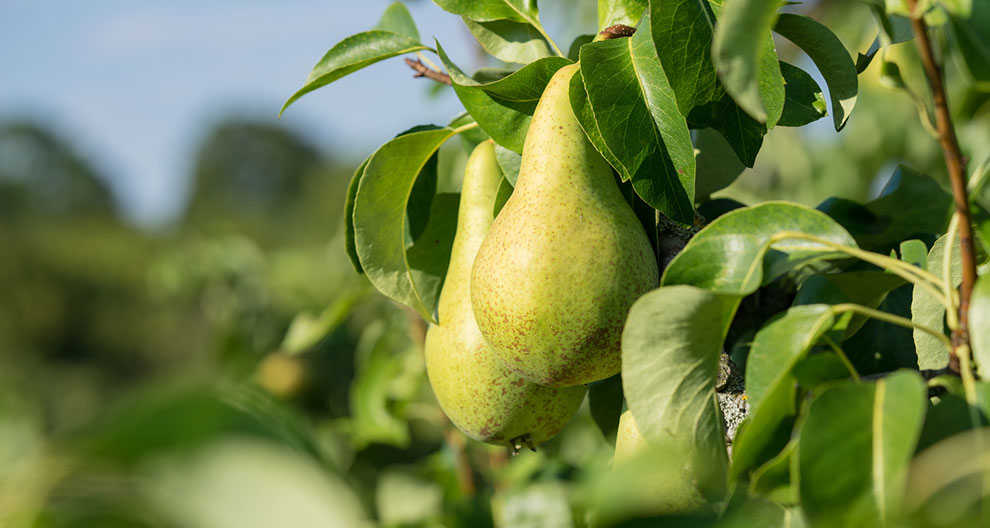 A pear hangs from a tree branch amidst green leaves.