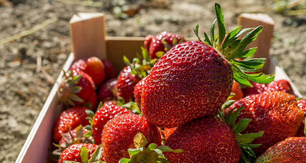 A wooden crate filled with ripe strawberries, some with fresh green leaves, sits on a bed of soil.