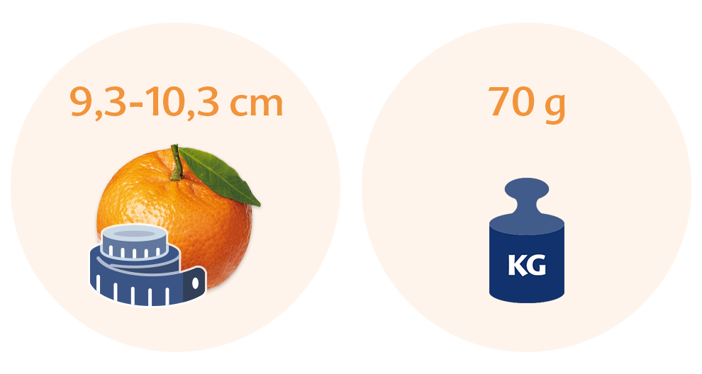Two circles with text and illustrations. the left circle has text indicating a size range of 9.3-10.3 cm and an illustration of an orange with a measuring tape. the right circle has text indicating a weight of 70 g and an illustration of a blue weighing scale with the label 'kg'.