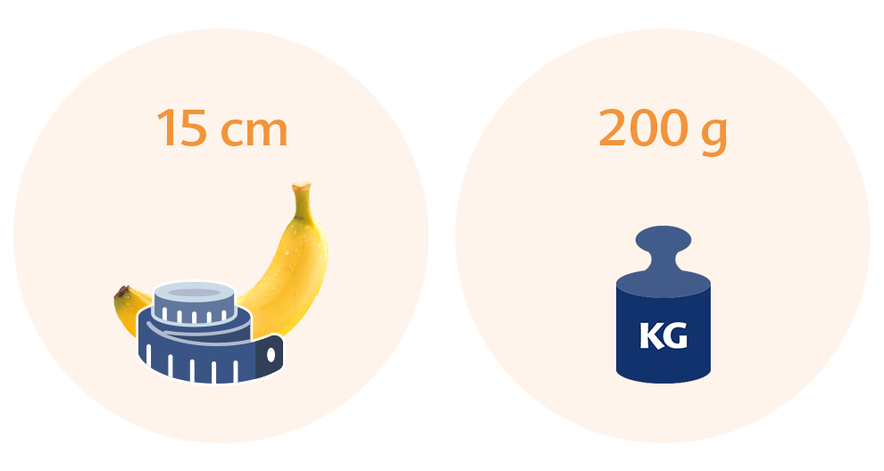 Two circles, each with a distinct illustration and text. The left circle has a banana with a measuring tape wrapped around it, labeled with '15 cm', and the right circle has a blue weight with 'KG' written on it, labeled with '200 g'.