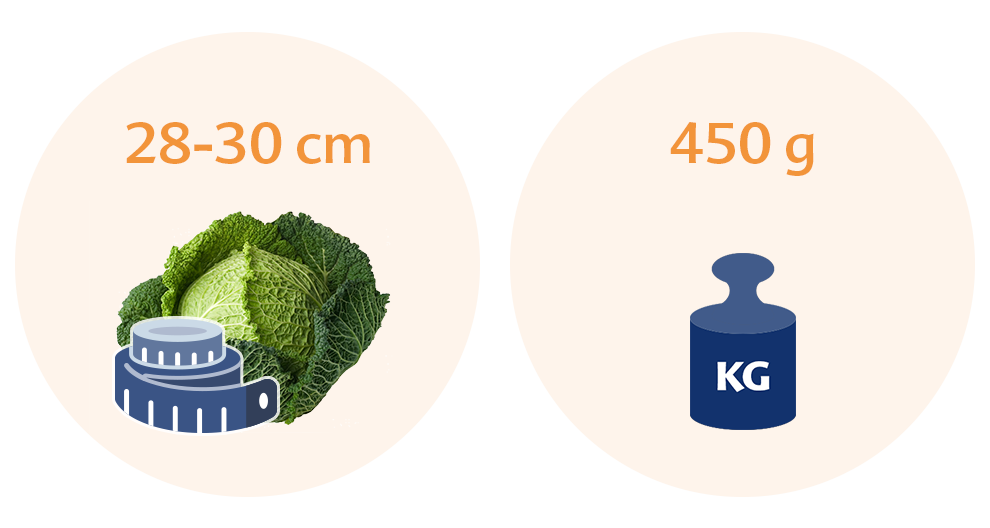 Two circles, each with a distinct illustration and text. The left circle has a cabbage and a measuring tape, with the text "28-30 cm." The right circle has a weight scale with the text "450 g," and the weight scale is labeled "KG."