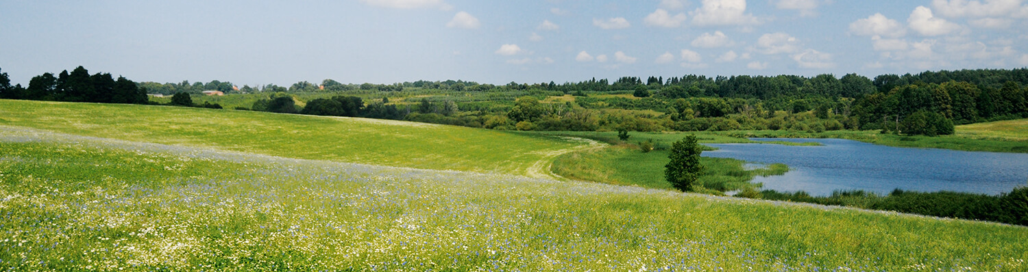 A serene landscape featuring a verdant meadow sprinkled with white flowers, a winding river, and a distant forested hill.
