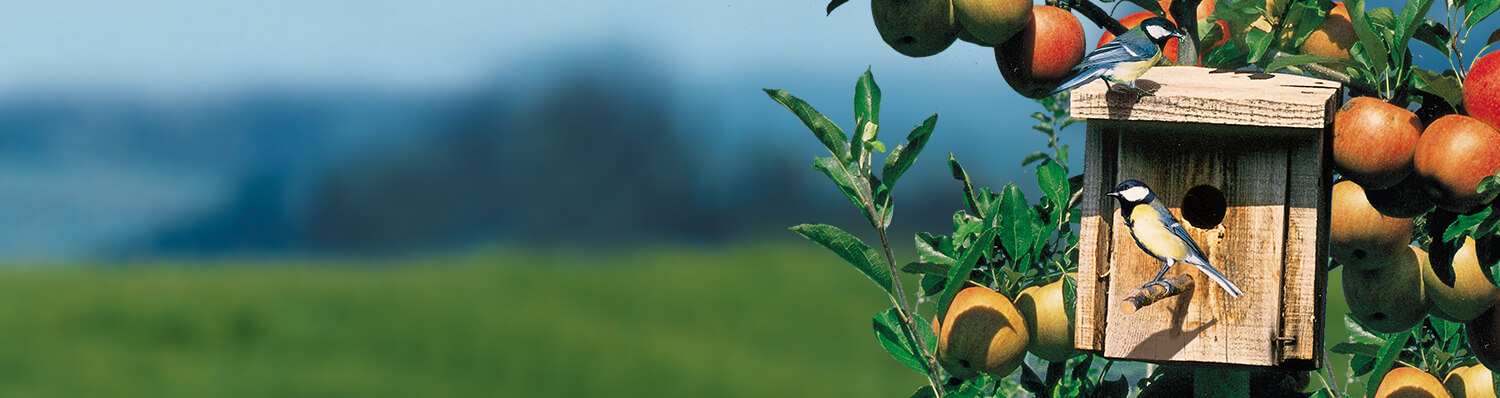 A birdhouse perched on a tree branch, surrounded by ripe apples, with a bird perched on the roof and another on the side.