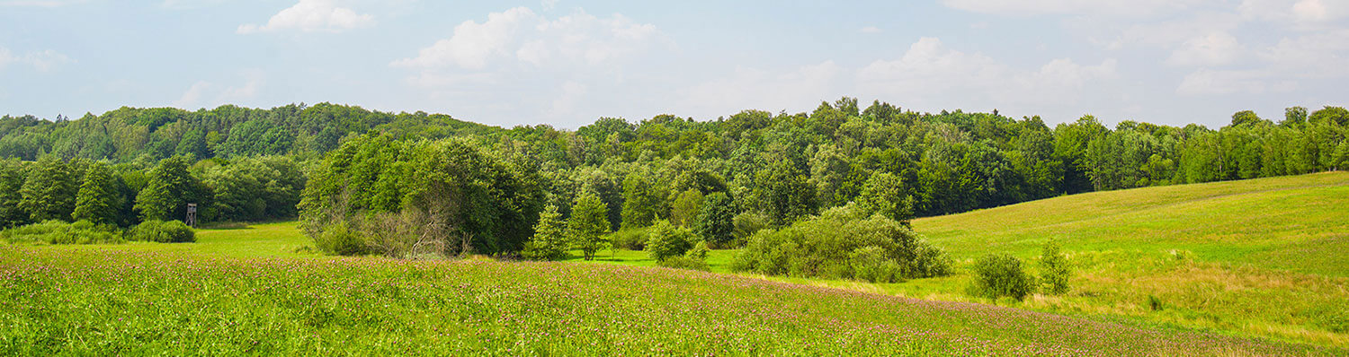 A verdant landscape with rolling hills, a dense forest, and a meadow sprinkled with wildflowers.