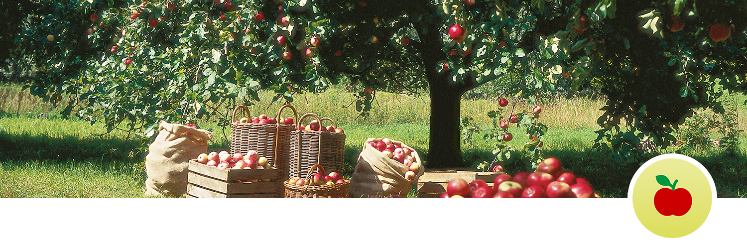 Apple orchard with ripe apples and baskets.