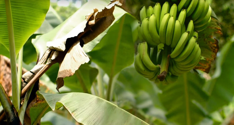 A banana plant with green bananas and large leaves.