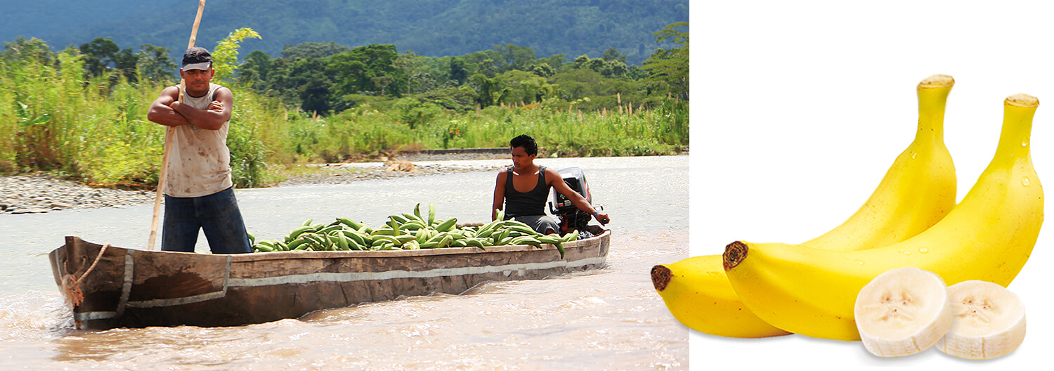 Two men navigate a river in a wooden canoe filled with green bananas, while a close-up of ripe bananas is displayed to the right.