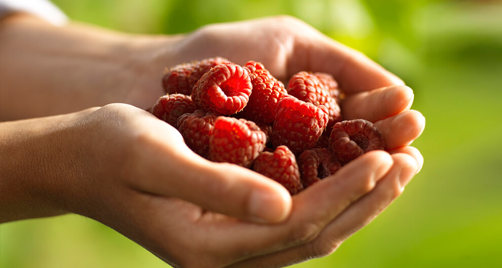 A hand holds a cluster of ripe raspberries.