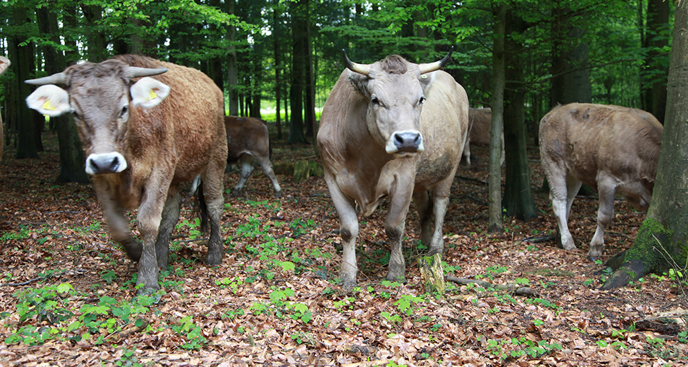Three cows with distinct colors and features are walking through a forest with a carpet of fallen leaves.