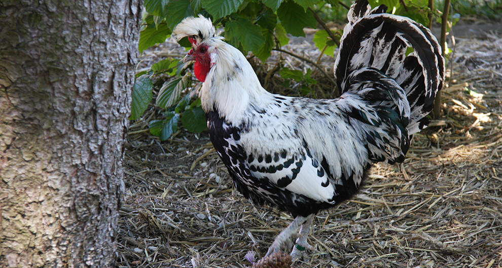 A rooster with a white and black plumage stands on a bed of straw near a tree trunk.